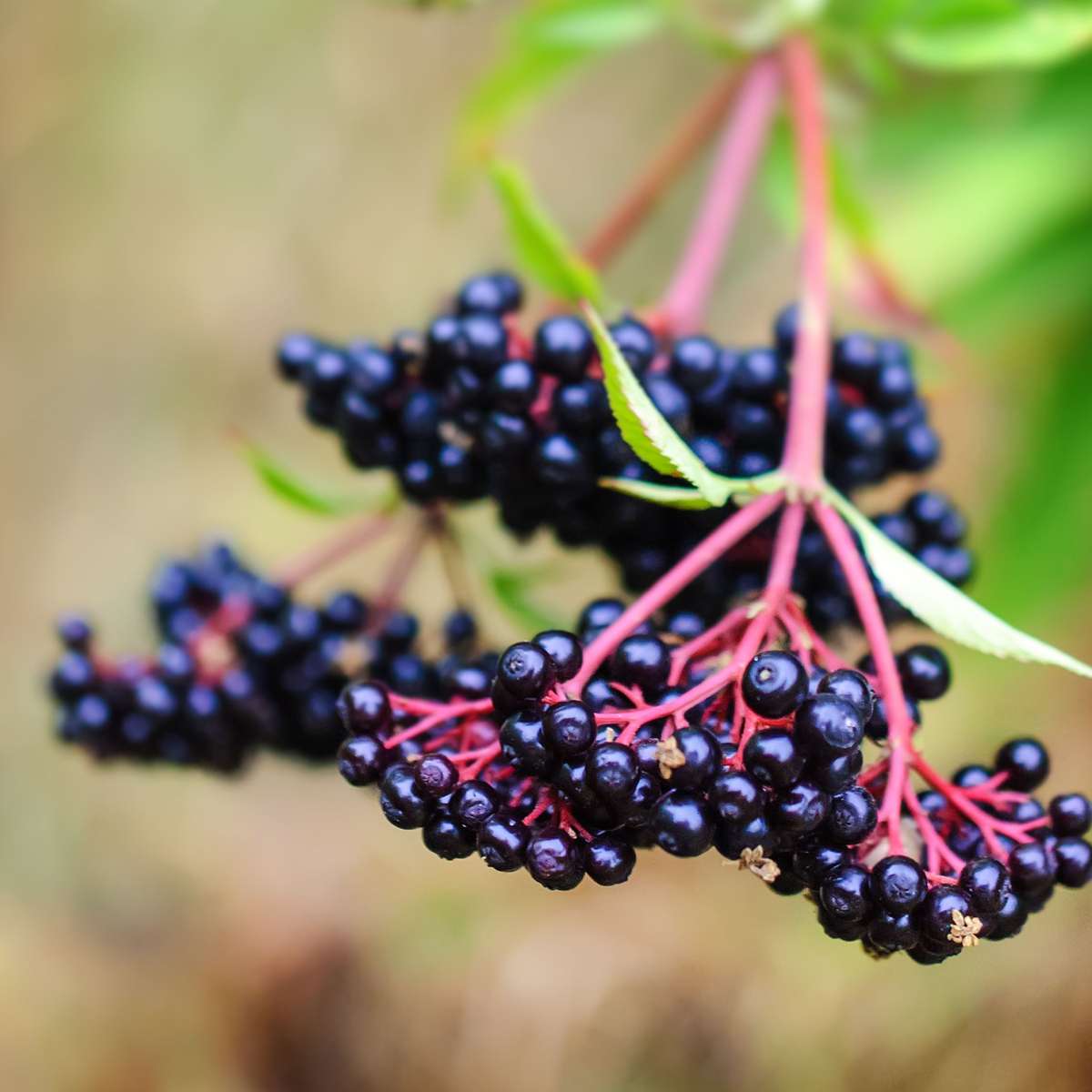Fruit Trees Beerenpflanzen - 4 Stk - Rubus, Rubrum, Uva, Fructosus - Höhe 25-40Cm - ⌀9Cm 