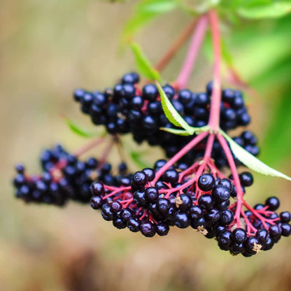 Fruit Trees Beerenpflanzen - 4 Stk - Rubus, Rubrum, Uva, Fructosus - Höhe 25-40Cm - ⌀9Cm 