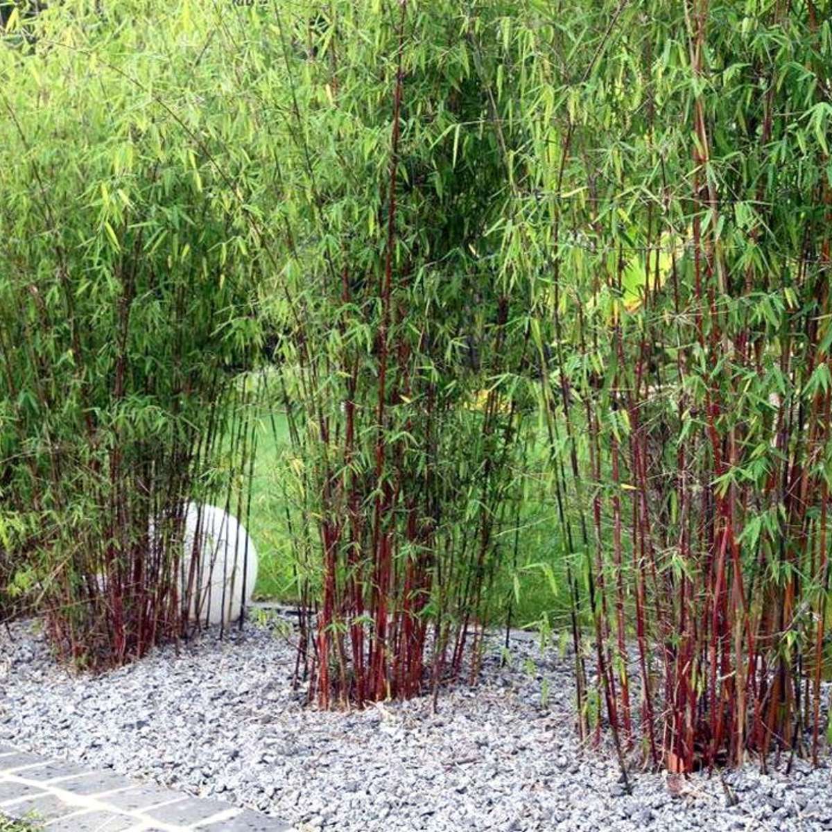 Bamboo Shrubs Bambus - 6 Stk - Fargesia Scabrida 'Asian Wonder' - Höhe 25-40Cm - ⌀13Cm 