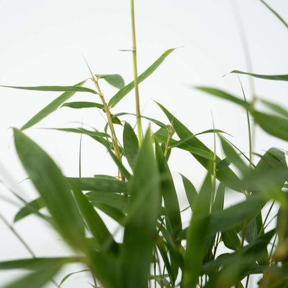 Bamboo Shrubs Bambus - 6 Stk - Fargesia Scabrida 'Asian Wonder' - Höhe 25-40Cm - ⌀13Cm 