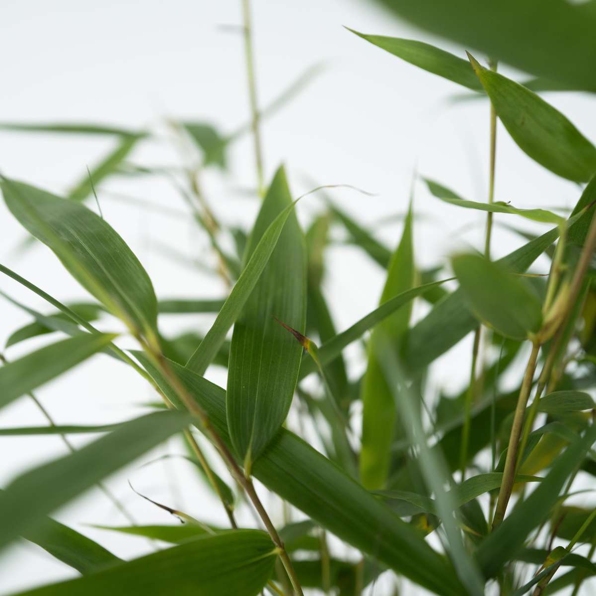 Bamboo Shrubs Bambus - 6 Stk - Fargesia Scabrida 'Asian Wonder' - Höhe 25-40Cm - ⌀13Cm 