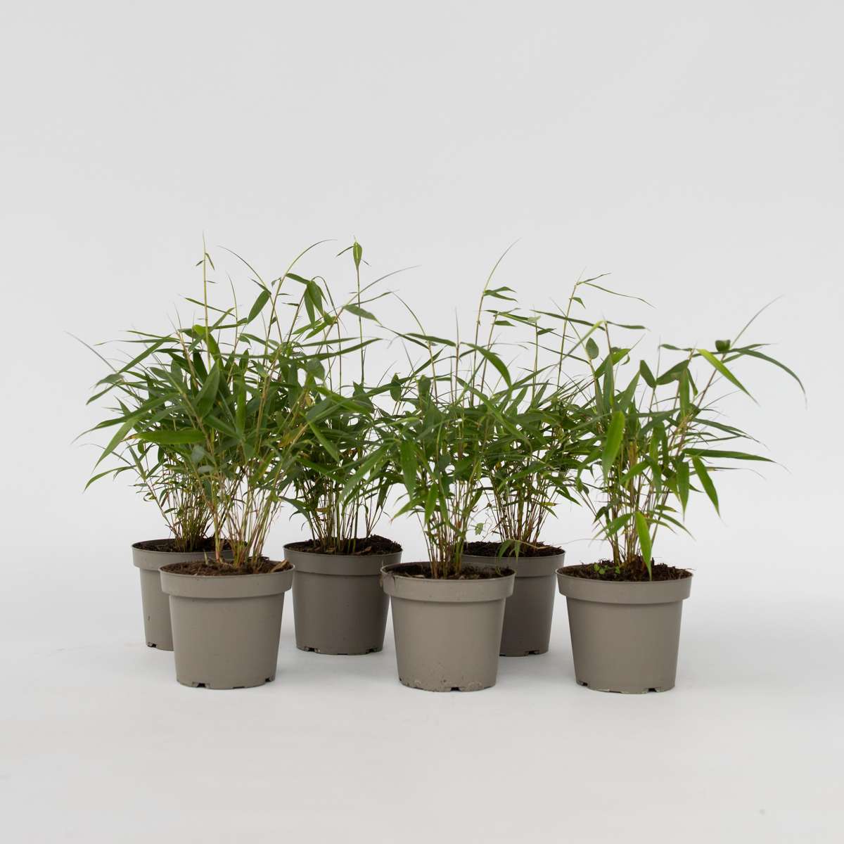 Bamboo Shrubs Bambus - 6 Stk - Fargesia Scabrida 'Asian Wonder' - Höhe 25-40Cm - ⌀13Cm 