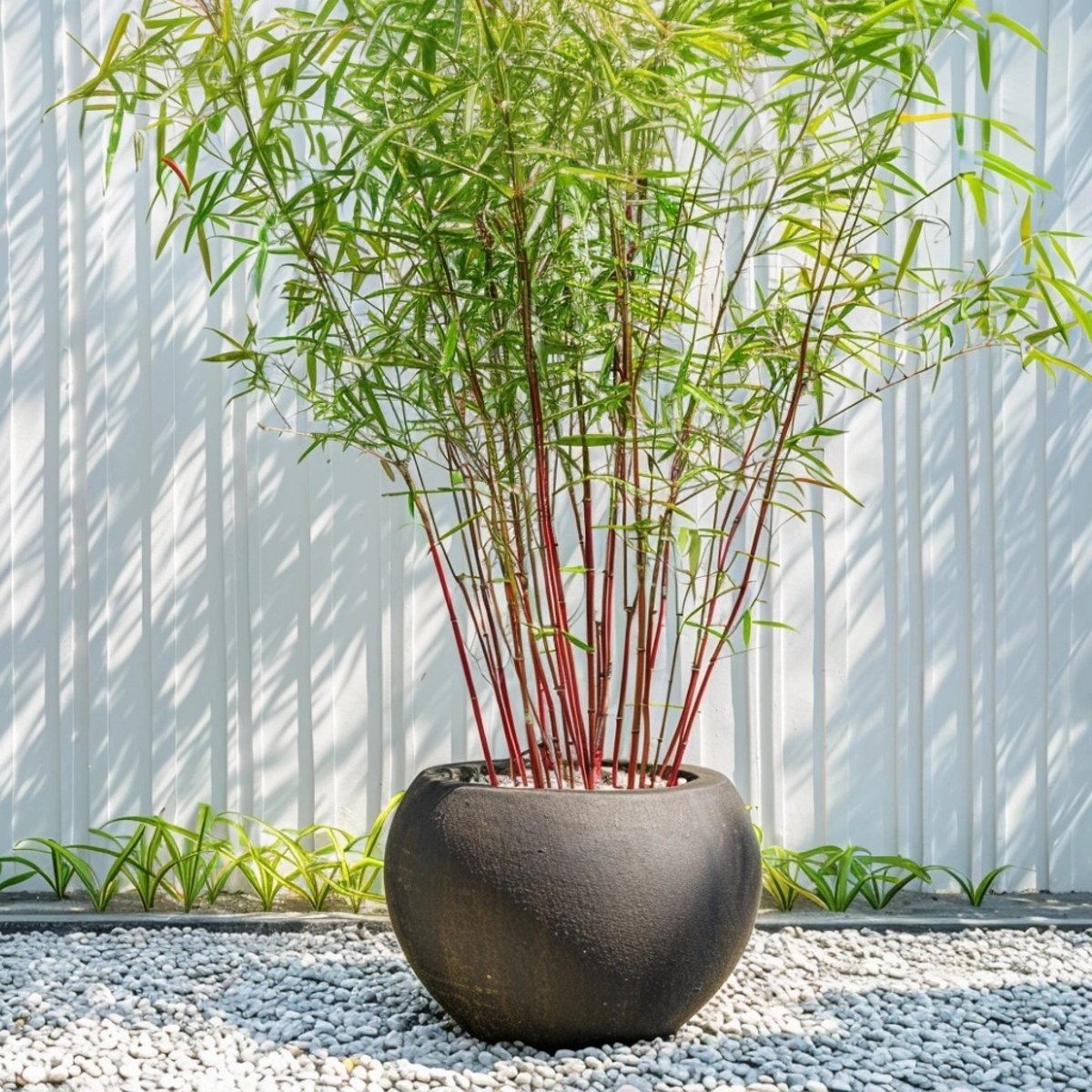 Bamboo Shrubs Bambus - 3 Stk - Fargesia Scabrida 'Asian Wonder' - Höhe 25-40Cm - ⌀13Cm 