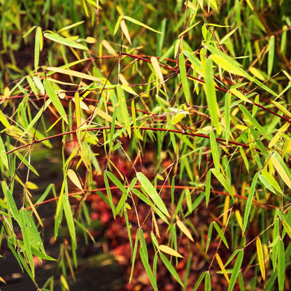 Bamboo Shrubs Bambus - 3 Stk - Fargesia Scabrida 'Asian Wonder' - Höhe 25-40Cm - ⌀13Cm 