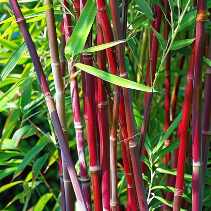 Bamboo Shrubs Bambus - 3 Stk - Fargesia Scabrida 'Asian Wonder' - Höhe 25-40Cm - ⌀13Cm 