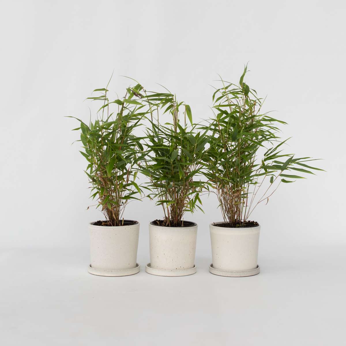 Bamboo Shrubs Bambus - 3 Stk - Fargesia Rufa - Höhe 25-40Cm - ⌀13Cm 