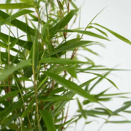 Bamboo Shrubs Bambus - 3 Stk - Fargesia Rufa - Höhe 25-40Cm - ⌀13Cm 