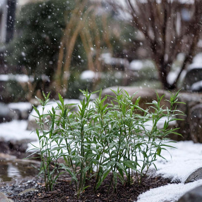 Bamboo Shrubs Bambus - 3 Stk - Fargesia Rufa - Höhe 25-40Cm - ⌀13Cm 