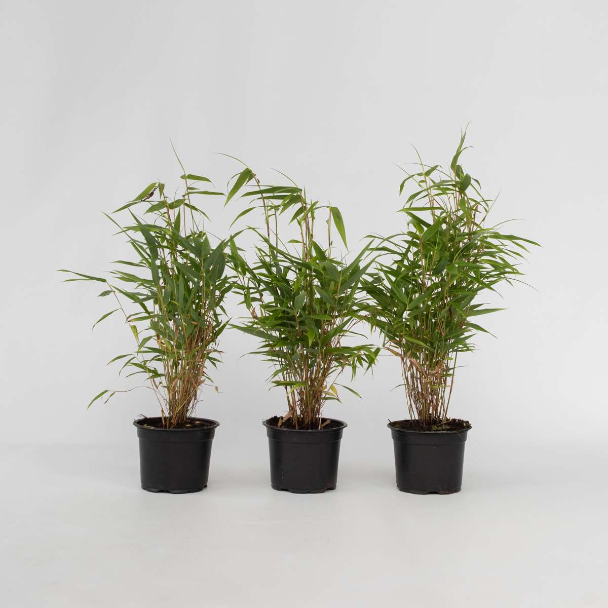 Bamboo Shrubs Bambus - 3 Stk - Fargesia Rufa - Höhe 25-40Cm - ⌀13Cm 