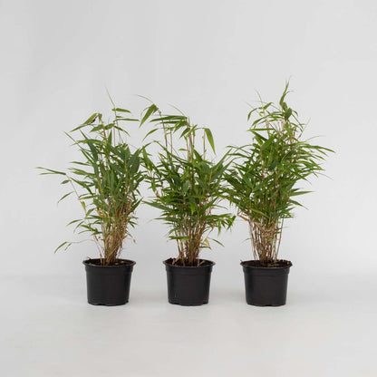 Bamboo Shrubs Bambus - 3 Stk - Fargesia Rufa - Höhe 25-40Cm - ⌀13Cm 