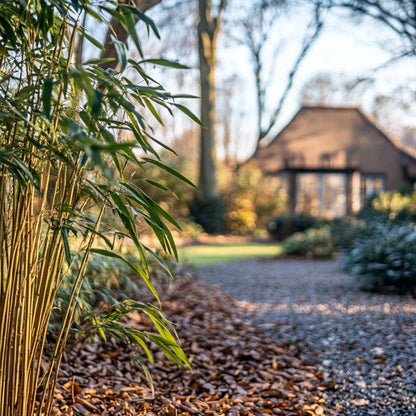 Bamboo Shrubs Bambus - 3 Stk - Fargesia Rufa - Höhe 25-40Cm - ⌀13Cm 