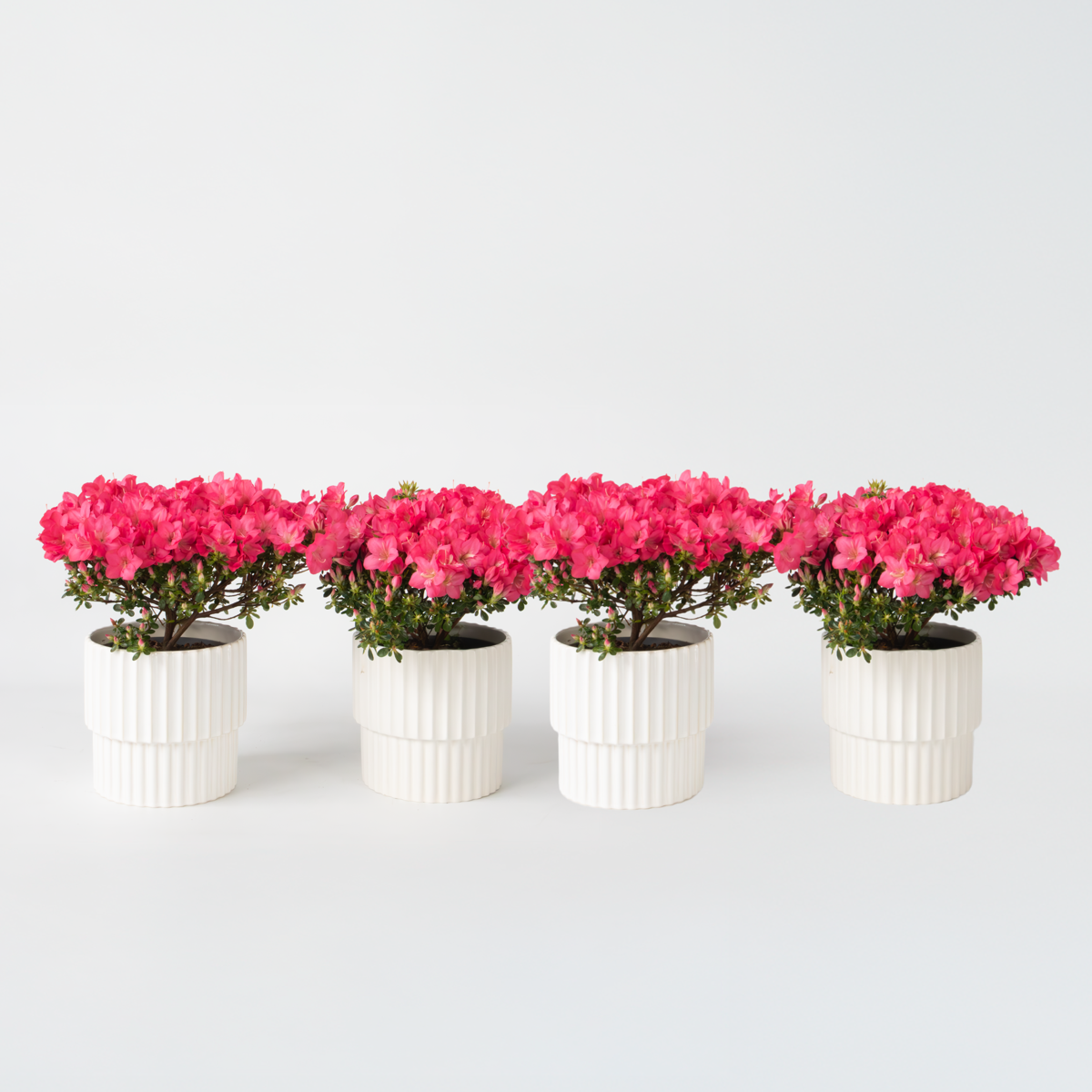 Rhododendron Azalee - 4 Stk - Rhododendron Azalea 'Anouk' - Höhe 25-40Cm - ⌀17Cm 