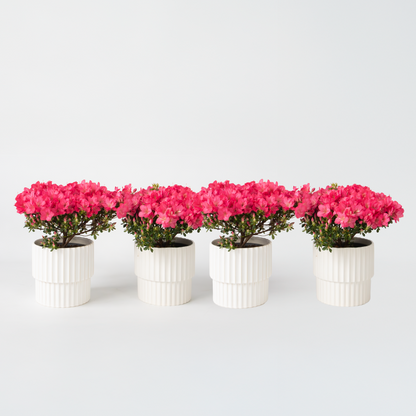 Rhododendron Azalee - 4 Stk - Rhododendron Azalea 'Anouk' - Höhe 25-40Cm - ⌀17Cm 