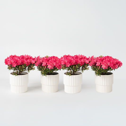 Rhododendron Azalee - 4 Stk - Rhododendron Azalea 'Anouk' - Höhe 25-40Cm - ⌀17Cm 