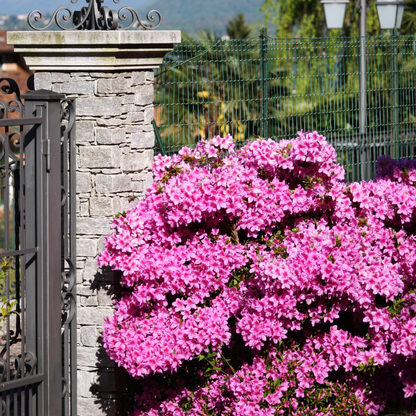 Rhododendron Azalee - 4 Stk - Rhododendron Azalea 'Anouk' - Höhe 25-40Cm - ⌀17Cm 