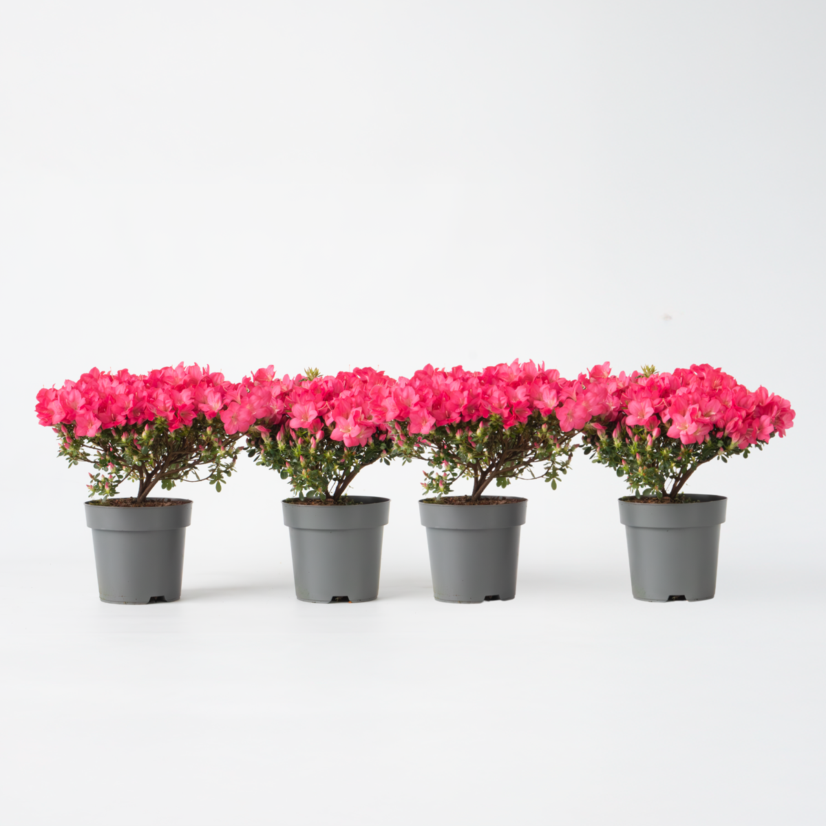 Rhododendron Azalee - 4 Stk - Rhododendron Azalea 'Anouk' - Höhe 25-40Cm - ⌀17Cm 