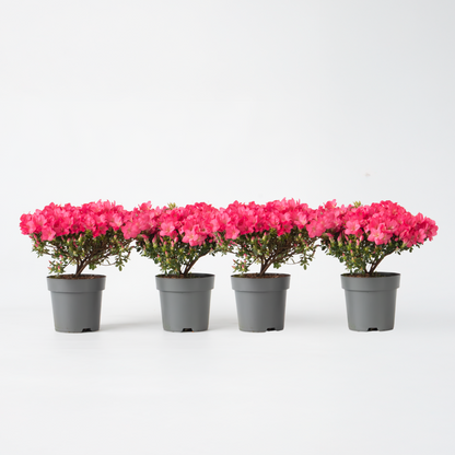 Rhododendron Azalee - 4 Stk - Rhododendron Azalea 'Anouk' - Höhe 25-40Cm - ⌀17Cm 