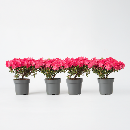 Rhododendron Azalee - 4 Stk - Rhododendron Azalea 'Anouk' - Höhe 25-40Cm - ⌀17Cm 