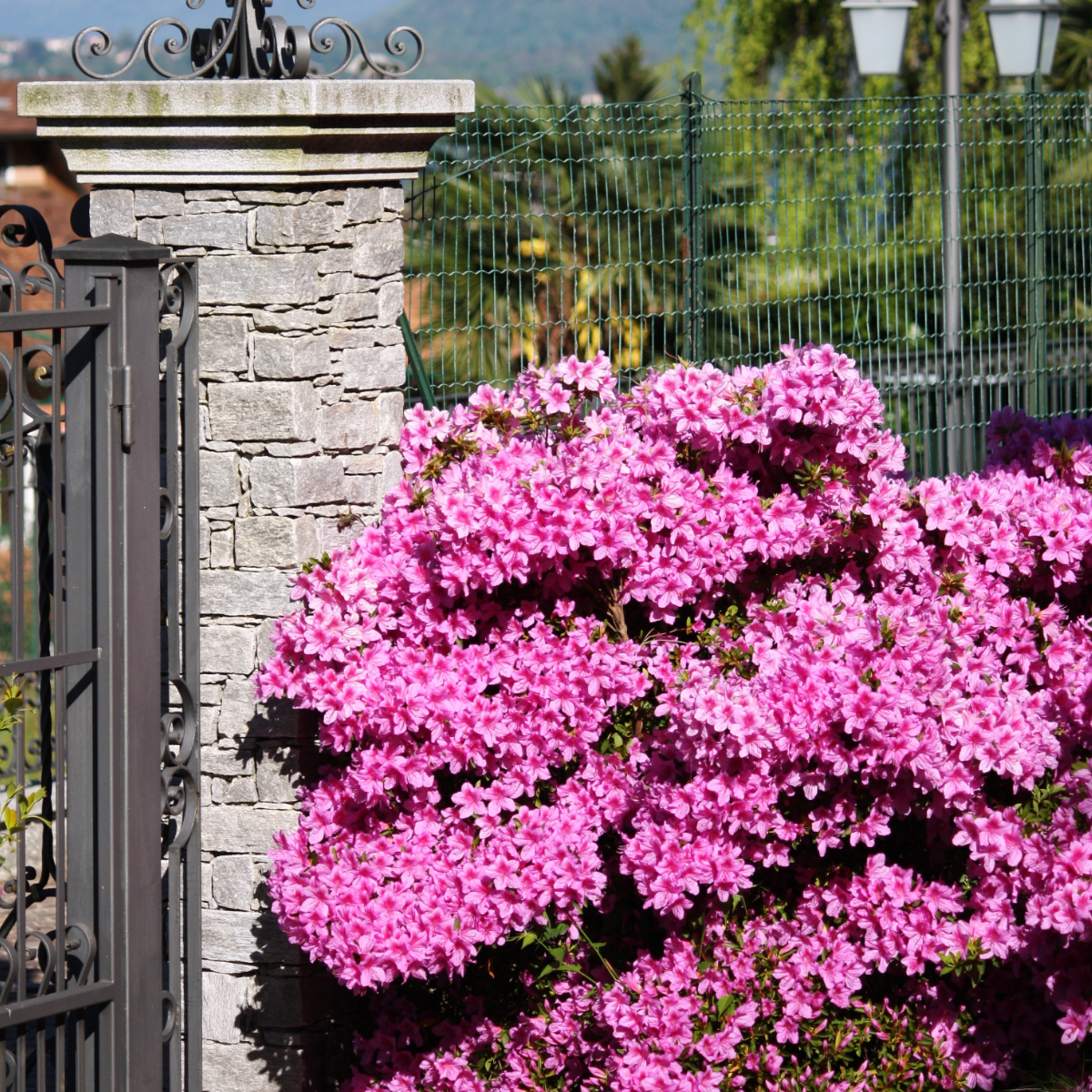 Rhododendron Azalee - 2 Stk - Rhododendron Azalea 'Anouk' - Höhe 25-40Cm - ⌀17Cm 