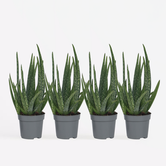 Succulents Aloe Vera - 4 Stk - Aloe Barbadensis - Höhe 25-40Cm - ⌀11Cm 