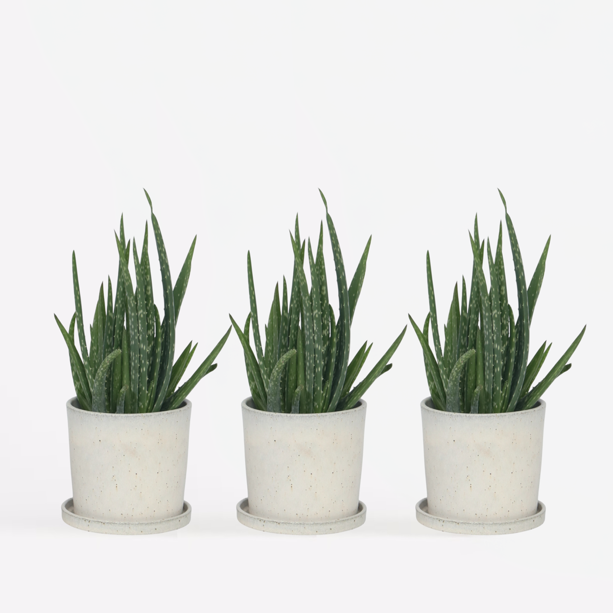 Succulents Aloe Vera - 3 Stk - Aloe Barbadensis - Höhe 25-40Cm - ⌀11Cm 