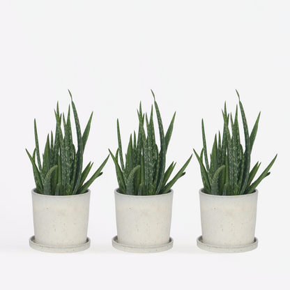 Succulents Aloe Vera - 3 Stk - Aloe Barbadensis - Höhe 25-40Cm - ⌀11Cm 