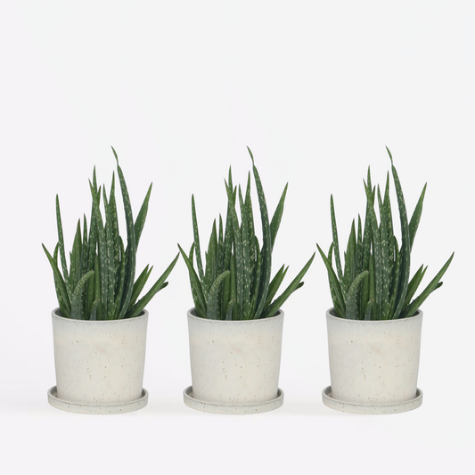 Succulents Aloe Vera - 3 Stk - Aloe Barbadensis - Höhe 25-40Cm - ⌀11Cm 