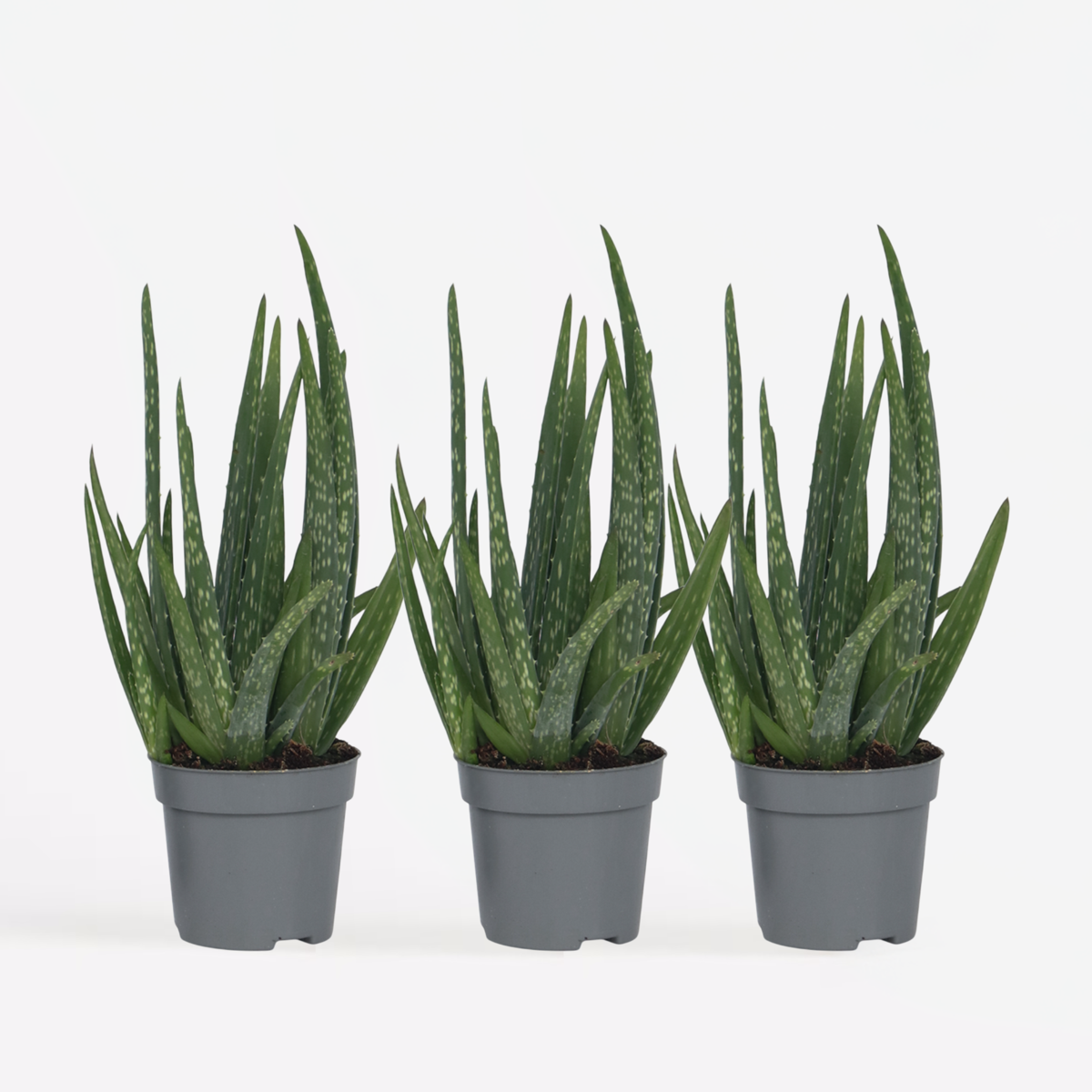 Succulents Aloe Vera - 3 Stk - Aloe Barbadensis - Höhe 25-40Cm - ⌀11Cm 
