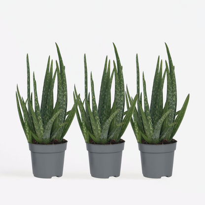 Succulents Aloe Vera - 3 Stk - Aloe Barbadensis - Höhe 25-40Cm - ⌀11Cm 