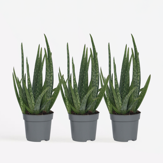 Succulents Aloe Vera - 3 Stk - Aloe Barbadensis - Höhe 25-40Cm - ⌀11Cm 