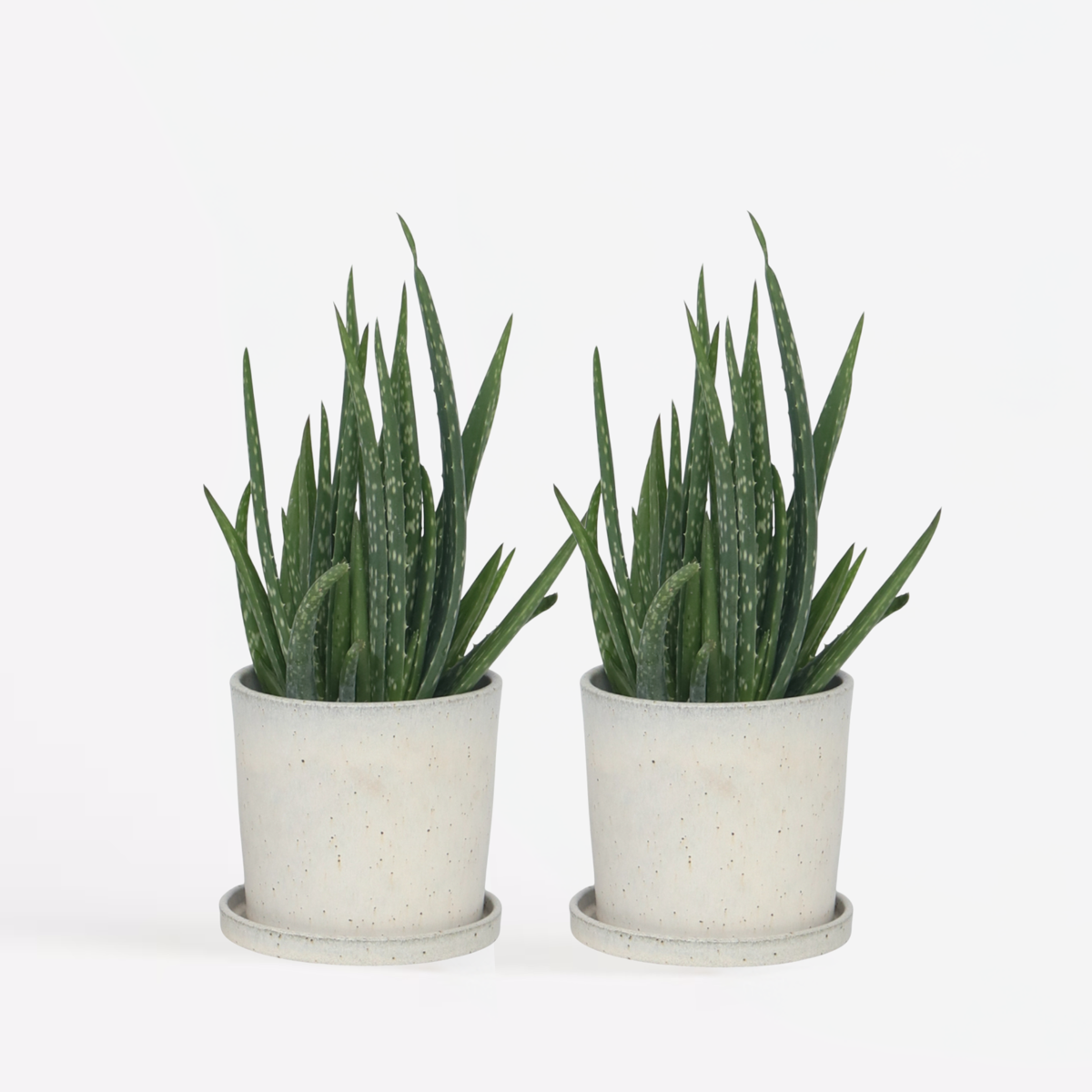 Succulents Aloe Vera - 2 Stk - Aloe Barbadensis - Höhe 25-40Cm - ⌀11Cm 