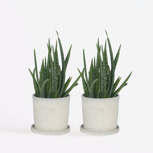 Succulents Aloe Vera - 2 Stk - Aloe Barbadensis - Höhe 25-40Cm - ⌀11Cm 