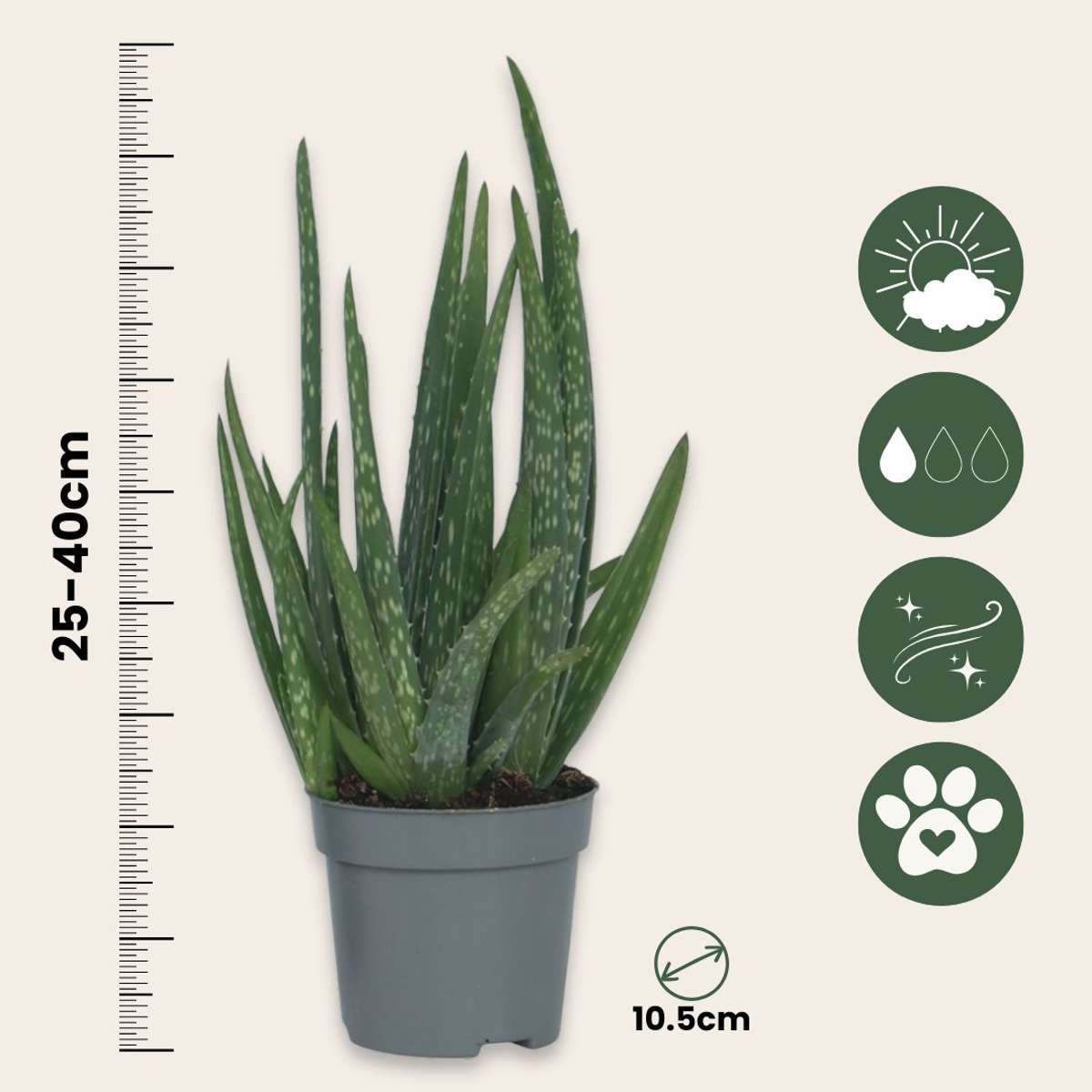 Succulents Aloe Vera - 2 Stk - Aloe Barbadensis - Höhe 25-40Cm - ⌀11Cm 