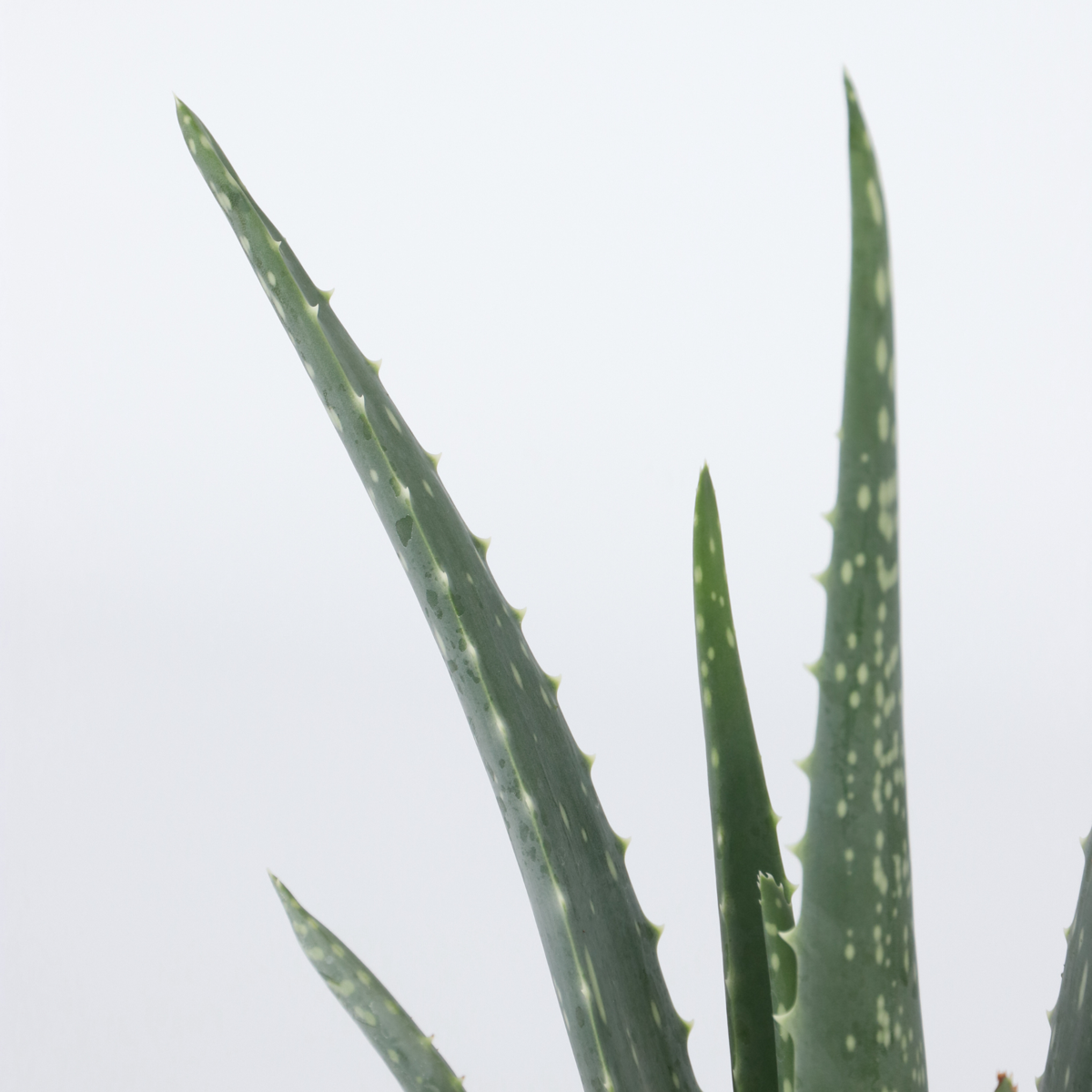 Succulents Aloe Vera - 2 Stk - Aloe Barbadensis - Höhe 25-40Cm - ⌀11Cm 