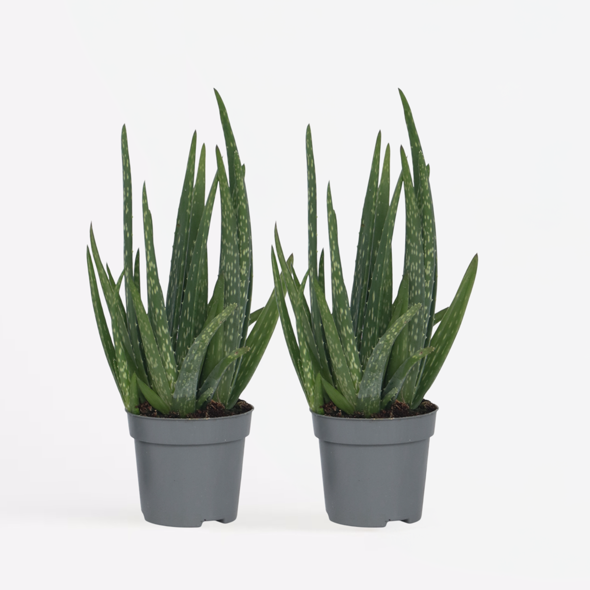 Succulents Aloe Vera - 2 Stk - Aloe Barbadensis - Höhe 25-40Cm - ⌀11Cm 