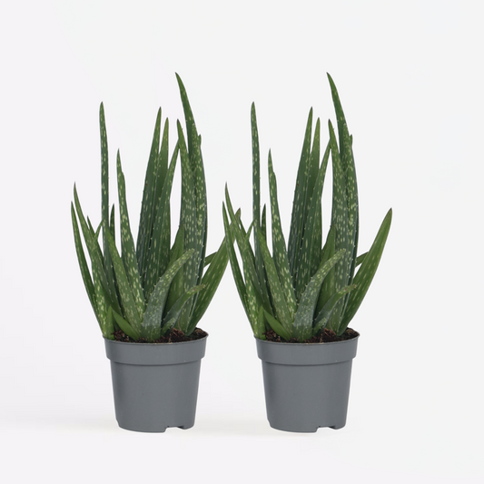Succulents Aloe Vera - 2 Stk - Aloe Barbadensis - Höhe 25-40Cm - ⌀11Cm 
