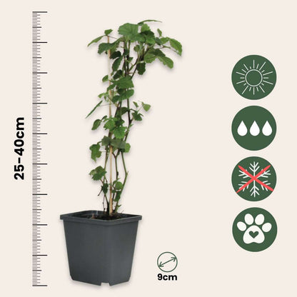 Other Garden Plants Engelstrompete - 6 Stk - Brugmansia - Höhe 25-40Cm - ⌀9Cm 