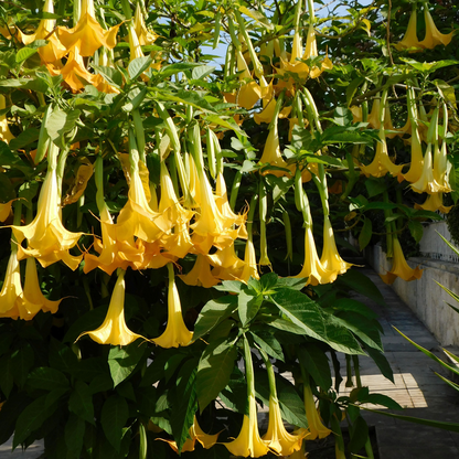 Other Garden Plants Engelstrompete - 6 Stk - Brugmansia - Höhe 25-40Cm - ⌀9Cm 