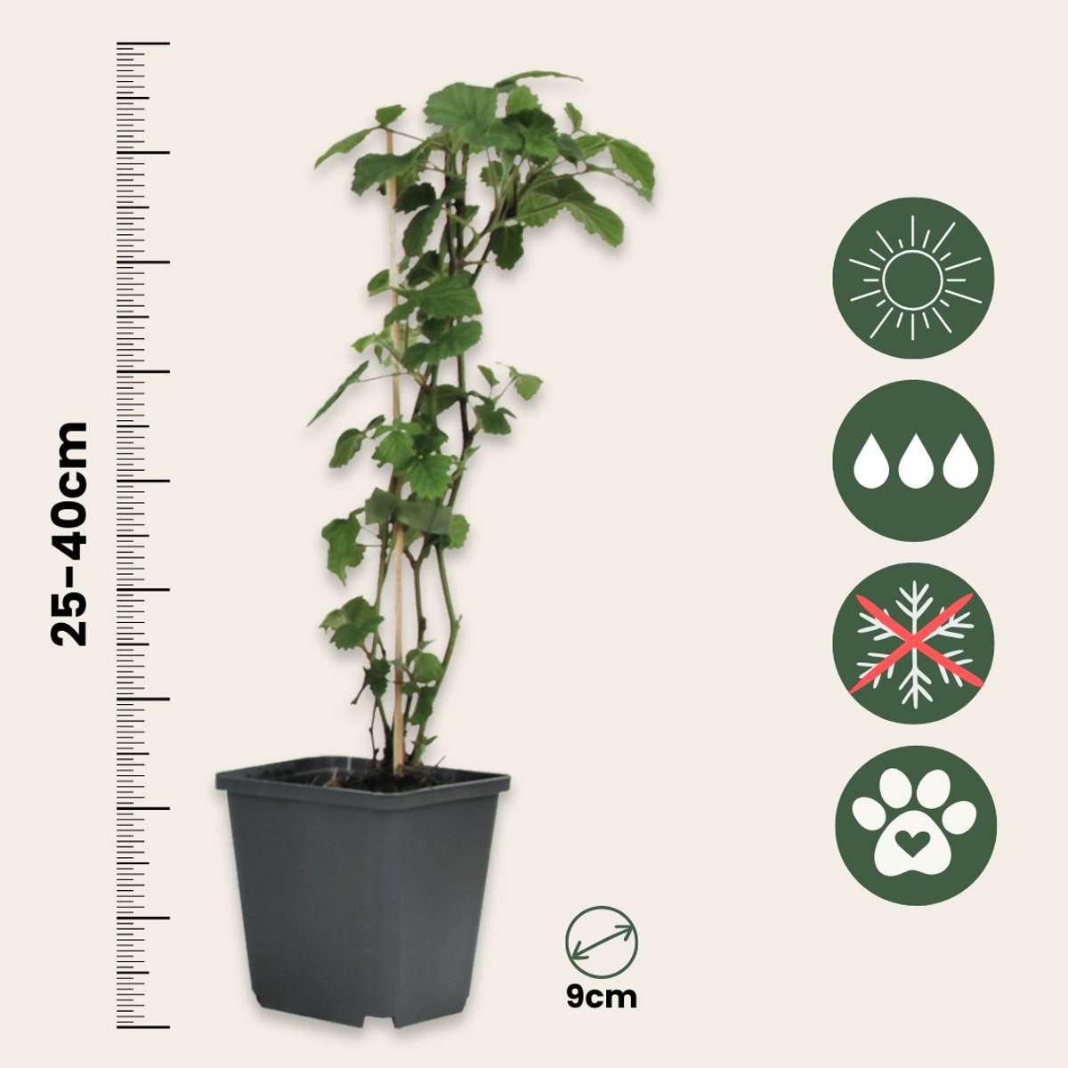 Other Garden Plants Engelstrompete - 3 Stk - Brugmansia - Höhe 25-40Cm - ⌀9Cm 