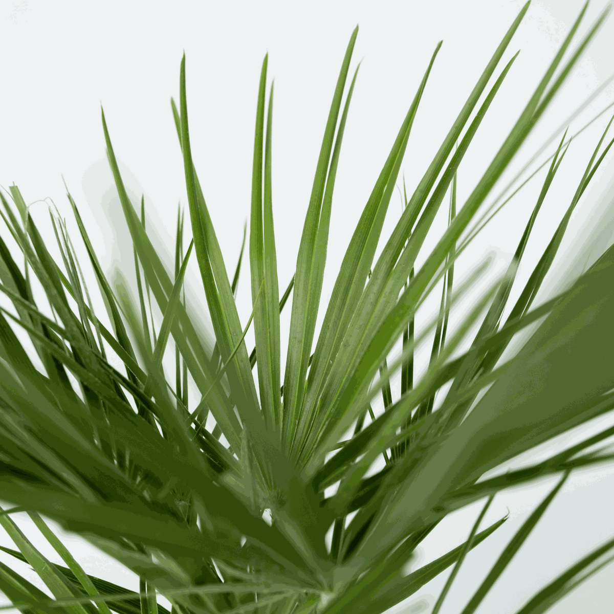 Garden Palms Bergpalme - 2 Stk - Chamaerops Humilis - Höhe 70-80Cm - ⌀21Cm 