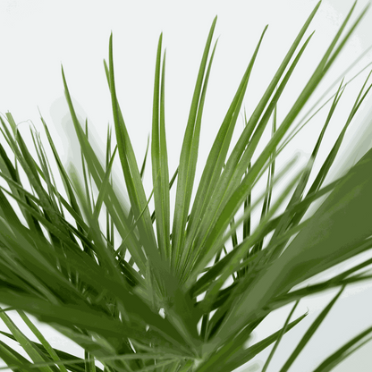 Garden Palms Bergpalme - 2 Stk - Chamaerops Humilis - Höhe 70-80Cm - ⌀21Cm 