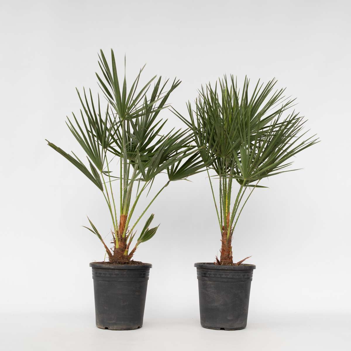 Garden Palms Bergpalme - 2 Stk - Chamaerops Humilis - Höhe 70-80Cm - ⌀21Cm 