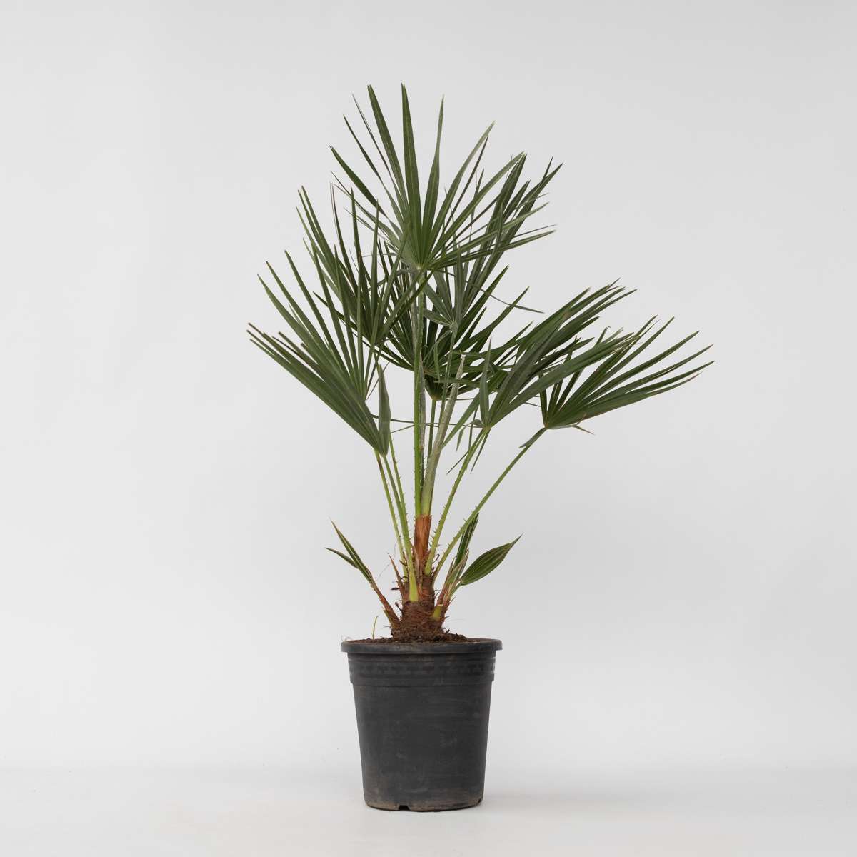 Garden Palms Bergpalme - Chamaerops Humilis - Höhe 70-80Cm - ⌀21Cm 