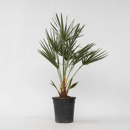 Garden Palms Bergpalme - Chamaerops Humilis - Höhe 70-80Cm - ⌀21Cm 