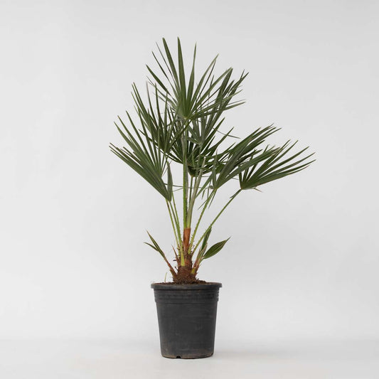 Garden Palms Bergpalme - Chamaerops Humilis - Höhe 70-80Cm - ⌀21Cm 