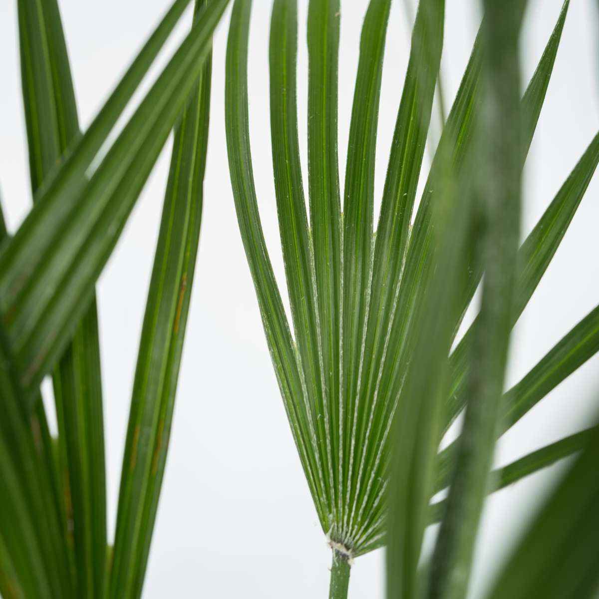 Garden Palms Bergpalme - 2 Stk - Chamaerops Humilis - Höhe 50-60Cm - ⌀15Cm 
