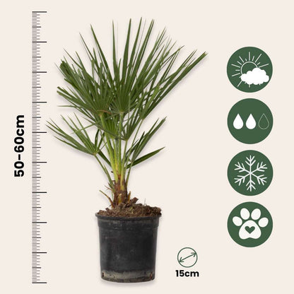 Garden Palms Bergpalme - 2 Stk - Chamaerops Humilis - Höhe 50-60Cm - ⌀15Cm 