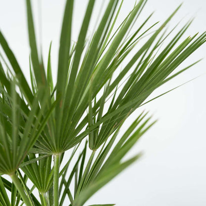 Garden Palms Bergpalme - 2 Stk - Chamaerops Humilis - Höhe 50-60Cm - ⌀15Cm 