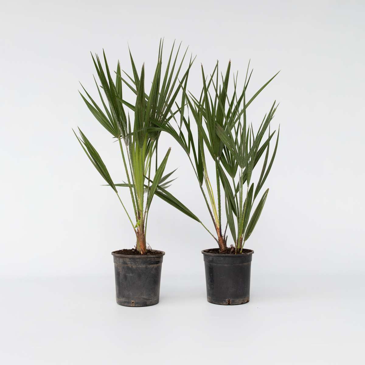 Garden Palms Bergpalme - 2 Stk - Chamaerops Humilis - Höhe 50-60Cm - ⌀15Cm 