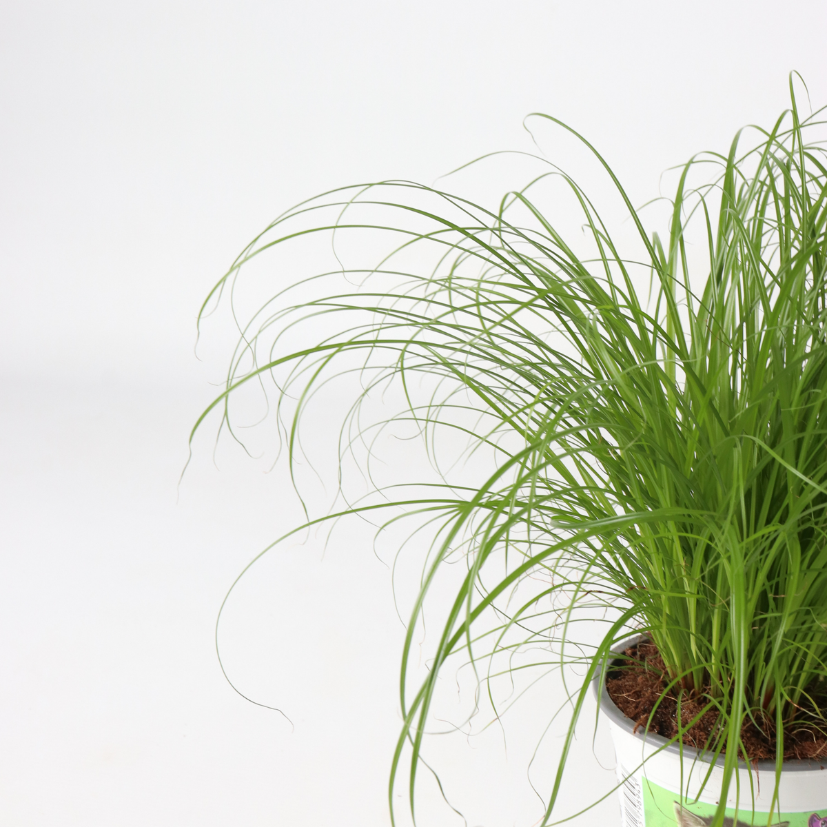 Other Green Houseplants Zyperngras - 6Er Set - Cyperus Katzengras - Höhe 30-40Cm - Topf 12Cm 